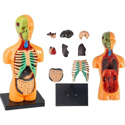 Torso humano kit Continuara.org