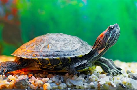 Tortuga Continuara.org