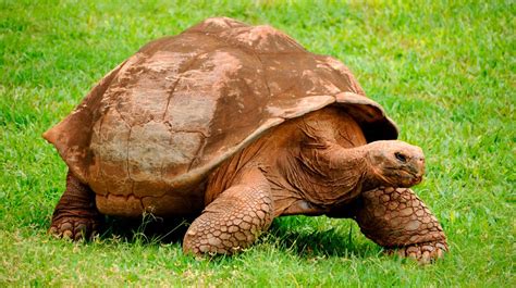 Tortugas Continuara.org
