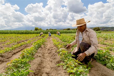 Trabajos agricolas Continuara.org