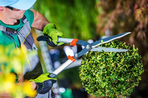 Trabajos jardineria limpieza Continuara.org