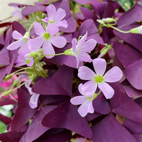 Treboles morados oxalis Continuara.org