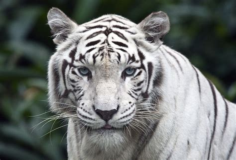 Trigre blanco Continuara.org