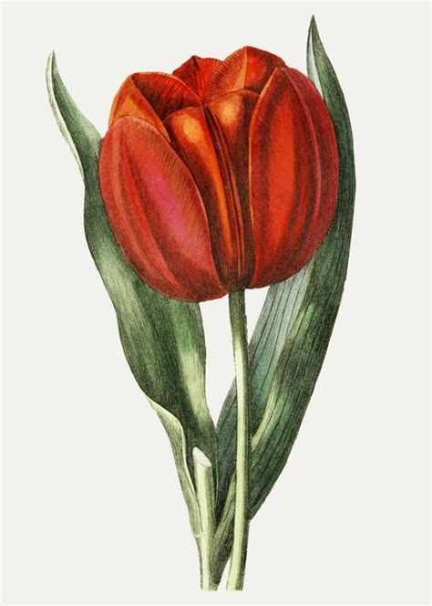 Tulipas vintage Continuara.org
