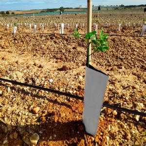 Tutores olivo almendro Continuara.org