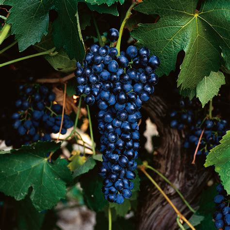 Uva syrah vino Continuara.org