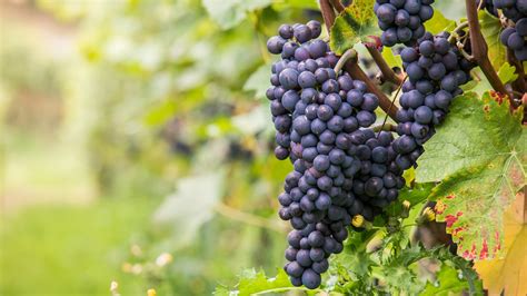 Uvas buena calidad Continuara.org