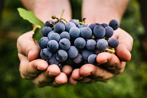 Uvas vino Continuara.org