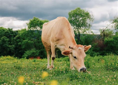 Vaca Continuara.org