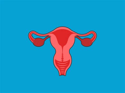 Vagina Continuara.org