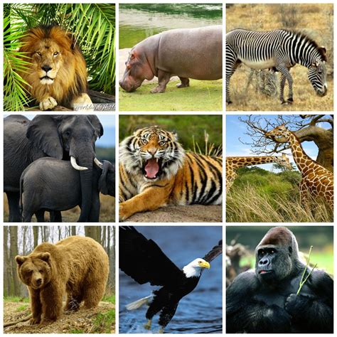 Variados animales Continuara.org