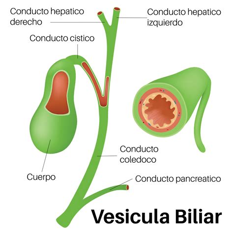 Vesicula Continuara.org
