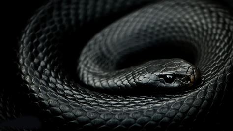 Vibora black mamba Continuara.org