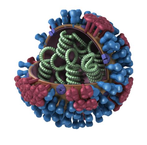 Virus Continuara.org