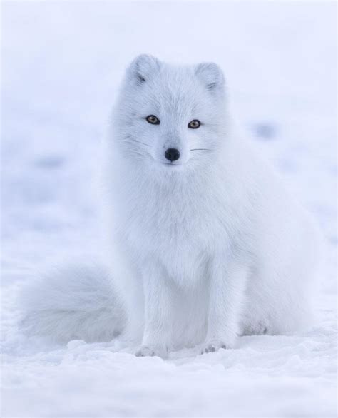 Zorro polar Continuara.org
